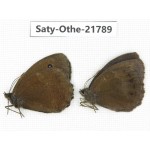 Minois dryas ssp. China, Heilongjiang, Jiamusi. 2M. Saty-Othe-21789.