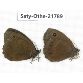 Minois dryas ssp. China, Heilongjiang, Jiamusi. 2M. Saty-Othe-21789.