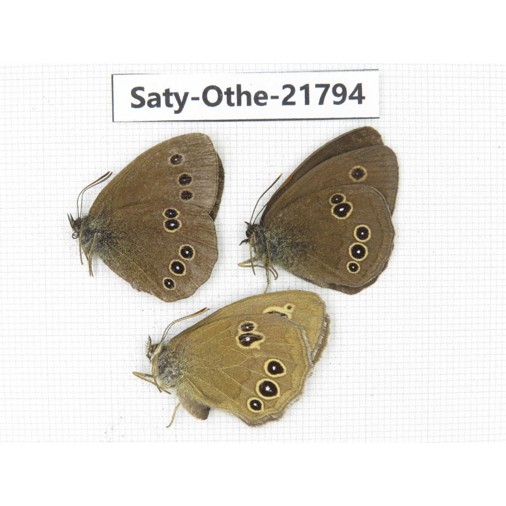 Aphantopus hyperantus ssp. China, Heilongjiang, Jiamusi. 2M1F. Saty-Othe-21794.