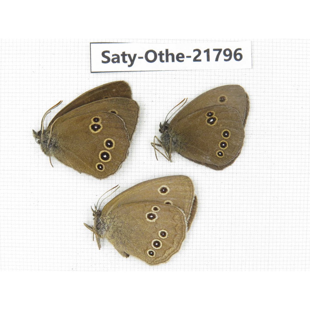 Aphantopus hyperantus ssp. China, Heilongjiang, Jiamusi. 2M1F. Saty-Othe-21796.