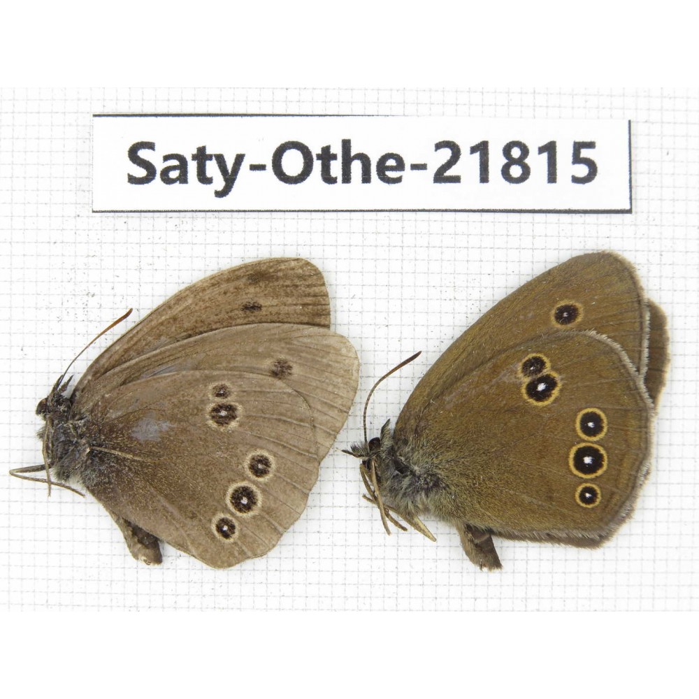 Aphantopus hyperantus ssp. China, Heilongjiang, Jiamusi. 2M. Saty-Othe-21815.