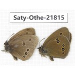 Aphantopus hyperantus ssp. China, Heilongjiang, Jiamusi. 2M. Saty-Othe-21815.