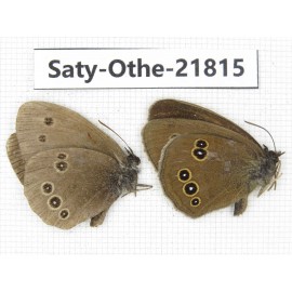 Aphantopus hyperantus ssp. China, Heilongjiang, Jiamusi. 2M. Saty-Othe-21815.