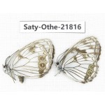 Melanargia halimede ssp. China, Heilongjiang, Jiamusi. 1P. Saty-Othe-21816.