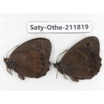 Minois dryas ssp. China, Heilongjiang, Mudanjiang. 2M. Saty-Othe-211819.
