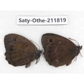 Minois dryas ssp. China, Heilongjiang, Mudanjiang. 2M. Saty-Othe-211819.