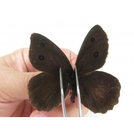 Minois dryas ssp. China, Heilongjiang, Mudanjiang. 2M. Saty-Othe-211819.