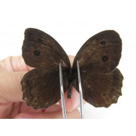 Minois dryas ssp. China, Heilongjiang, Mudanjiang. 2M. Saty-Othe-211819.