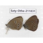 Aphantopus hyperantus ssp. China, Heilongjiang, Mudanjiang. 1P. Saty-Othe-211831.