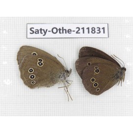 Aphantopus hyperantus ssp. China, Heilongjiang, Mudanjiang. 1P. Saty-Othe-211831.
