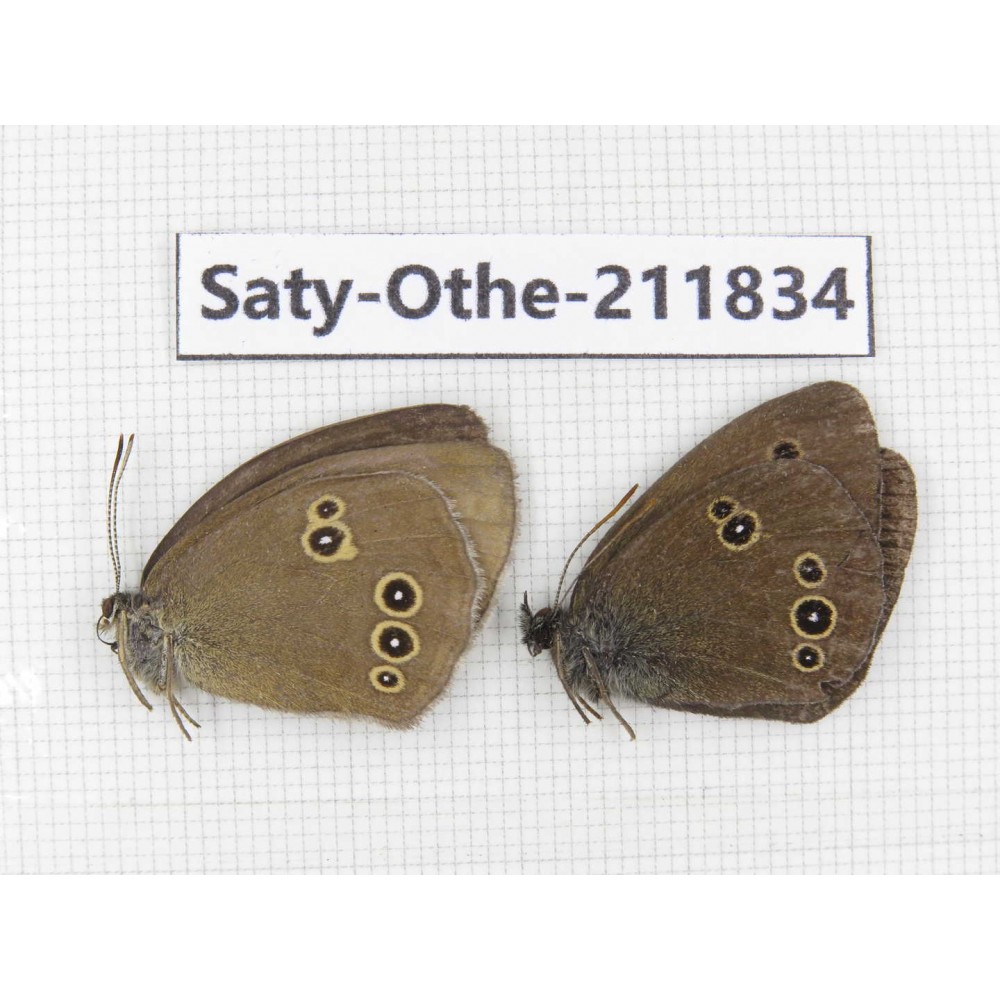 Aphantopus hyperantus ssp. China, Heilongjiang, Mudanjiang. 1P. Saty-Othe-211834.