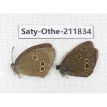 Aphantopus hyperantus ssp. China, Heilongjiang, Mudanjiang. 1P. Saty-Othe-211834.