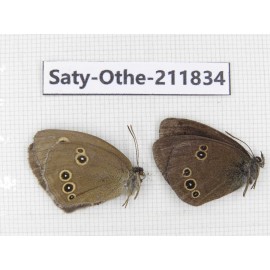 Aphantopus hyperantus ssp. China, Heilongjiang, Mudanjiang. 1P. Saty-Othe-211834.