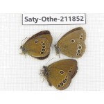 Satyridae sp. China, Heilongjiang, Mudanjiang. 3M. Saty-Othe-211852.
