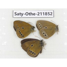 Satyridae sp. China, Heilongjiang, Mudanjiang. 3M. Saty-Othe-211852.