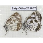 Melanargia halimede ssp. China, Heilongjiang, Mudanjiang. 2M. Saty-Othe-211857.