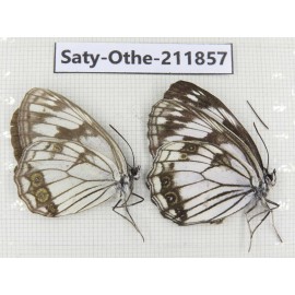Melanargia halimede ssp. China, Heilongjiang, Mudanjiang. 2M. Saty-Othe-211857.