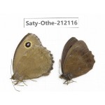 Minois dryas ssp. China, Heilongjiang, Mudanjiang. 1P. Saty-Othe-212116.