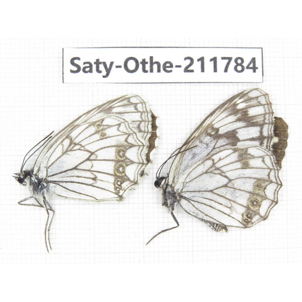 Melanargia halimede ssp. China, Ningxia, Guyuan area, N of Mt.Liupanshan. 2M. Saty-Othe-211784.