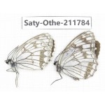 Melanargia halimede ssp. China, Ningxia, Guyuan area, N of Mt.Liupanshan. 2M. Saty-Othe-211784.