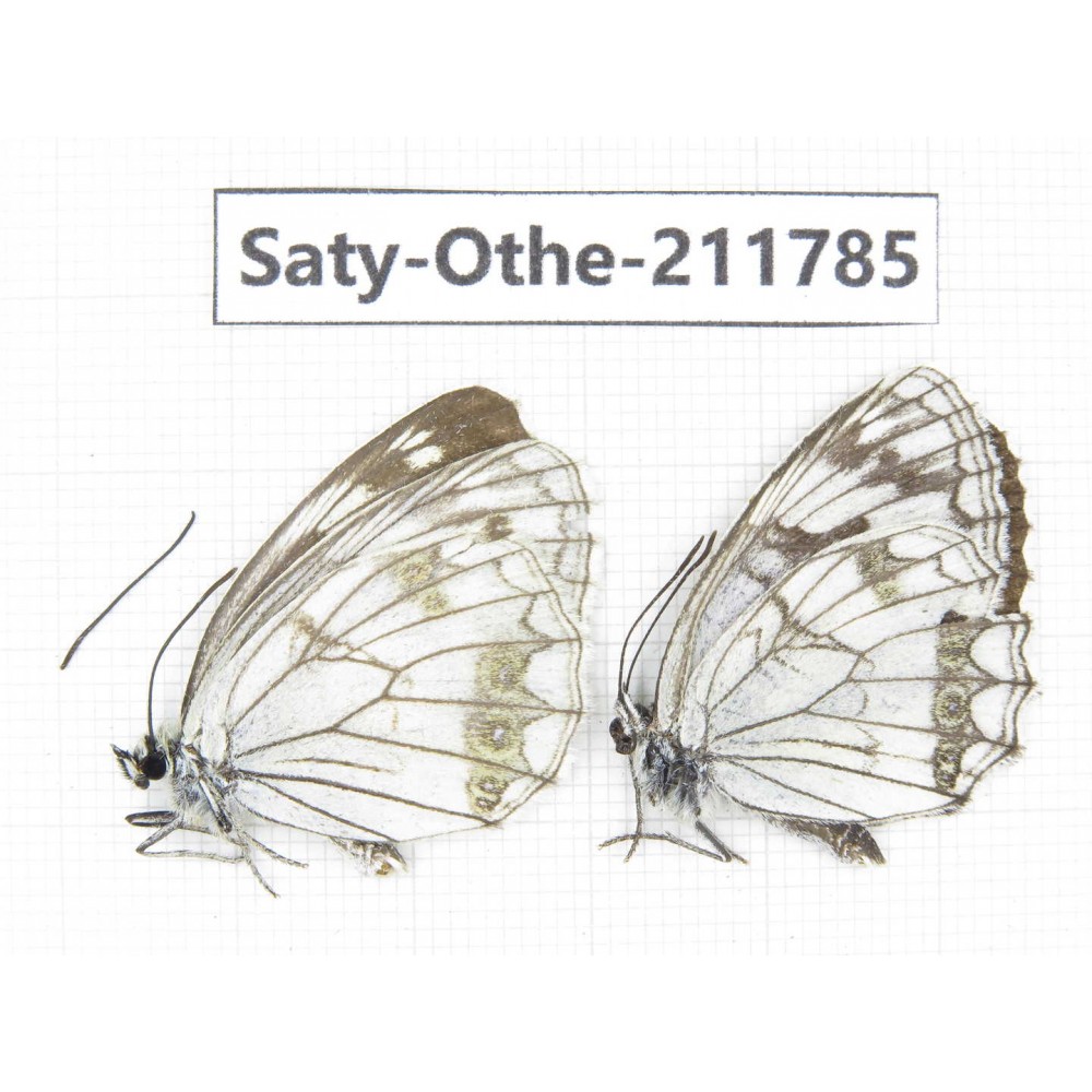 Melanargia halimede ssp. China, Ningxia, Guyuan area, N of Mt.Liupanshan. 2M. Saty-Othe-211785.
