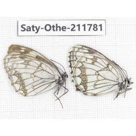 Melanargia halimede ssp. China, Ningxia, Guyuan area, N of Mt.Liupanshan. 2M. Saty-Othe-211781.