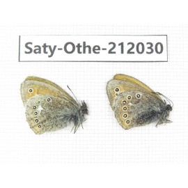 Coenonympha amaryllis ssp. China, Qinghai, Haibei, Qilian county, Mt.Zhuoershan. 2M. Saty-Othe-212030.
