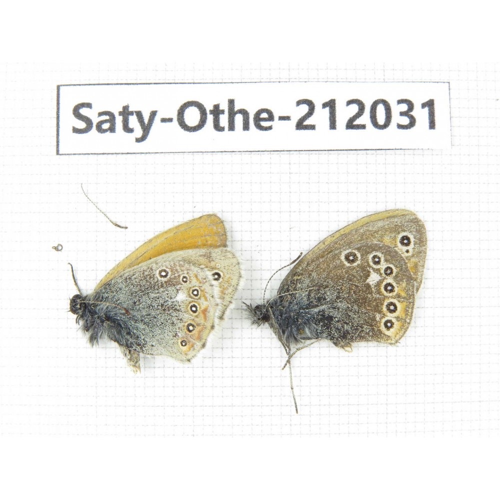 Coenonympha amaryllis ssp. China, Qinghai, Haibei, Qilian county, Mt.Zhuoershan. 2M. Saty-Othe-212031.