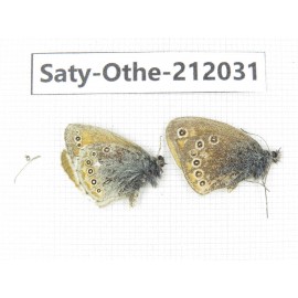 Coenonympha amaryllis ssp. China, Qinghai, Haibei, Qilian county, Mt.Zhuoershan. 2M. Saty-Othe-212031.
