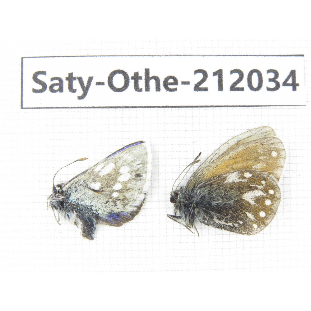 Aphantopus arvensis ssp & Albulina orbitula. China, Qinghai, Haibei, Qilian county, Mt.Zhuoershan. 2M. Saty-Othe-212034.