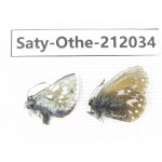 Aphantopus arvensis ssp & Albulina orbitula. China, Qinghai, Haibei, Qilian county, Mt.Zhuoershan. 2M. Saty-Othe-212034.