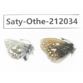 Aphantopus arvensis ssp & Albulina orbitula. China, Qinghai, Haibei, Qilian county, Mt.Zhuoershan. 2M. Saty-Othe-212034.