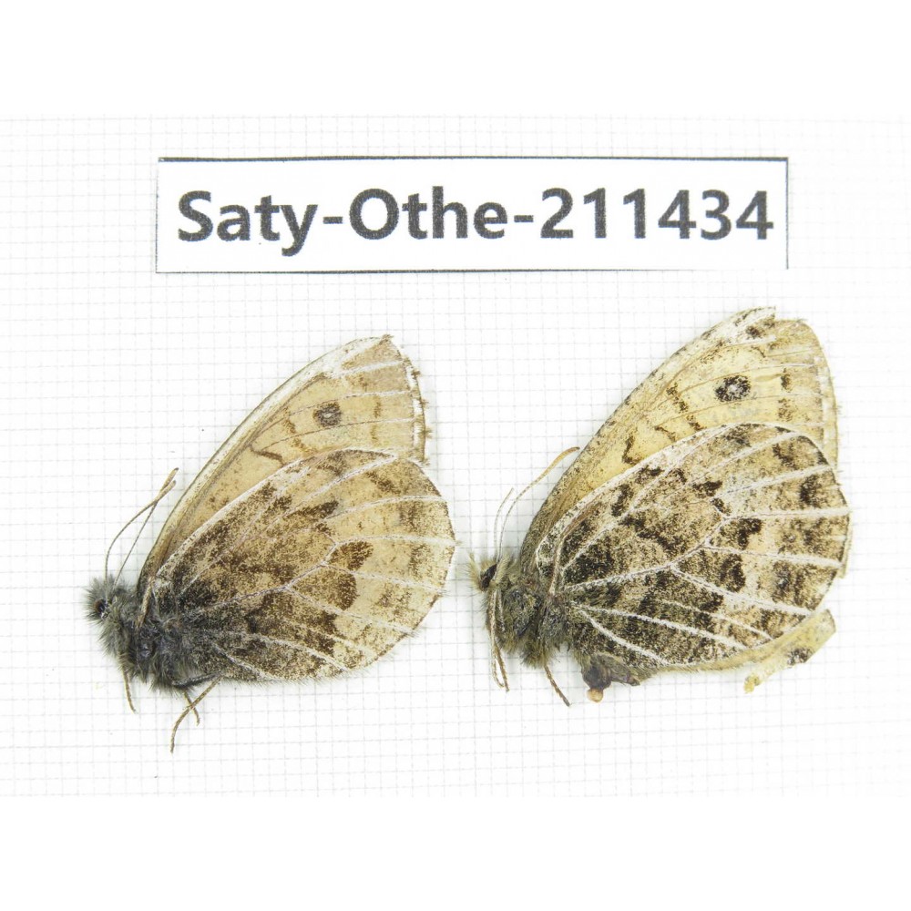 Oeneis buddha. China, Qinghai, Haixi, Tianjun county, Mt.Guanjiaoshan. 1P. Saty-Othe-211434.