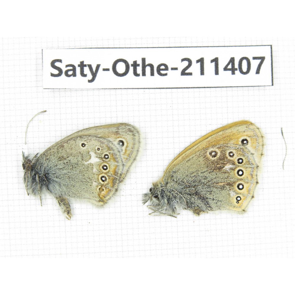 Coenonympha amaryllis ssp. China, Qinghai, Haixi, Tianjun county, Mt.Guanjiaoshan. 1P. Saty-Othe-211407.