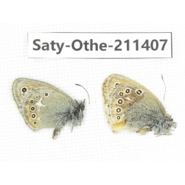 Coenonympha amaryllis ssp. China, Qinghai, Haixi, Tianjun county, Mt.Guanjiaoshan. 1P. Saty-Othe-211407.