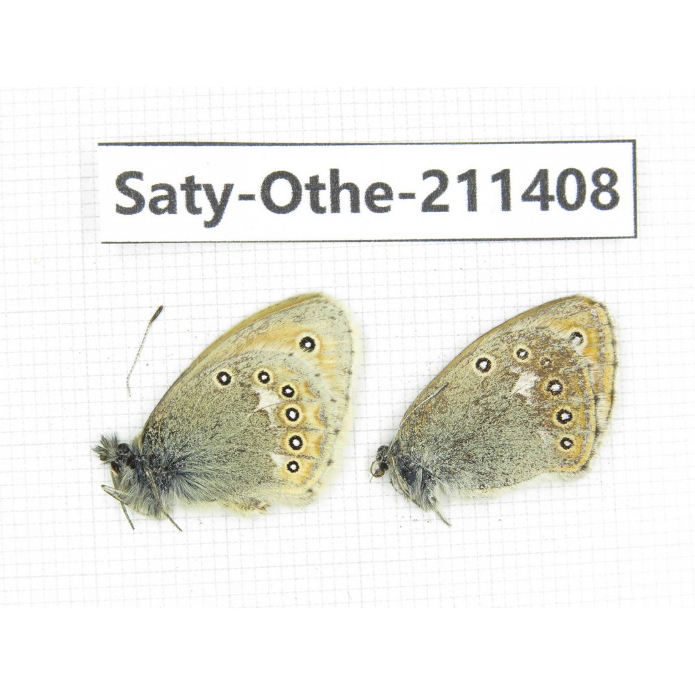 Coenonympha amaryllis ssp. China, Qinghai, Haixi, Tianjun county, Mt.Guanjiaoshan. 1P. Saty-Othe-211408.