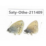 Coenonympha amaryllis ssp. China, Qinghai, Haixi, Tianjun county, Mt.Guanjiaoshan. 2M. Saty-Othe-211409.