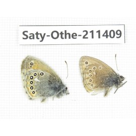 Coenonympha amaryllis ssp. China, Qinghai, Haixi, Tianjun county, Mt.Guanjiaoshan. 2M. Saty-Othe-211409.