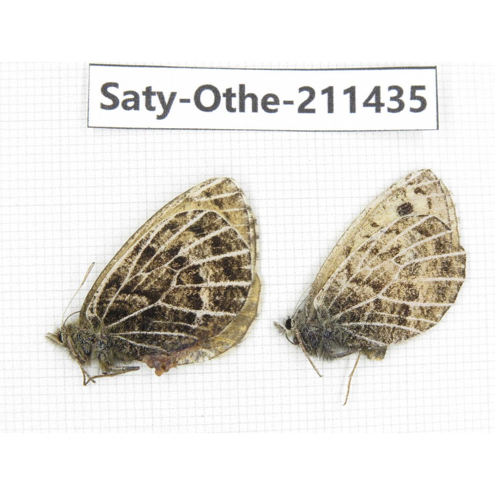 Oeneis buddha. China, Qinghai, Haixi, Tianjun county, Mt.Guanjiaoshan. 1P. Saty-Othe-211435.