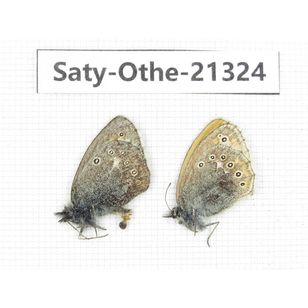 Coenonympha amaryllis ssp. China, Qinghai, Qilian county, Mt.Niuxinshan. 2M. Saty-Othe-21324.