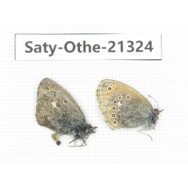 Coenonympha amaryllis ssp. China, Qinghai, Qilian county, Mt.Niuxinshan. 2M. Saty-Othe-21324.