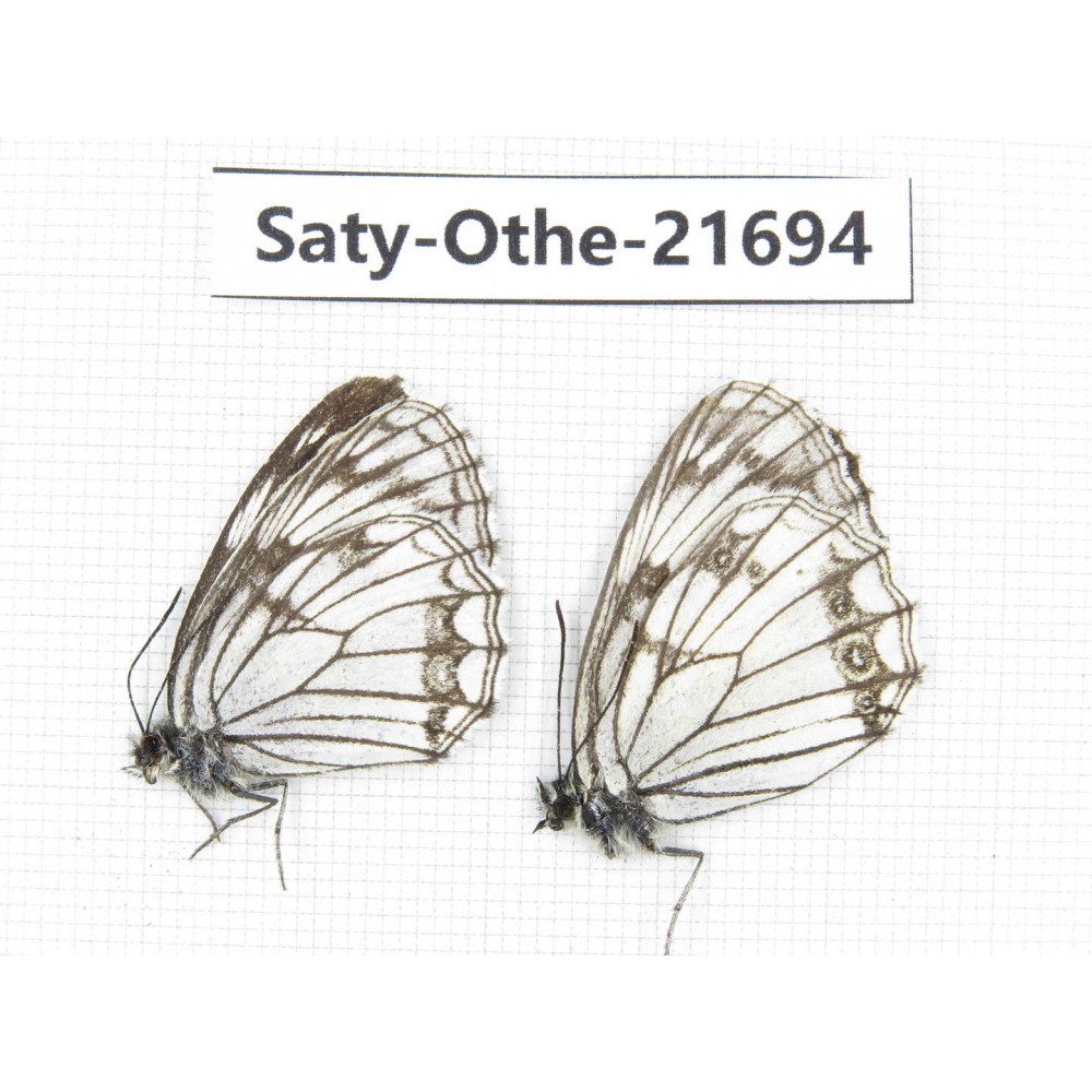 Melanargia ganymedes. China, Qinghai, Xining, Huangyuan county. 2M. Saty-Othe-21694.