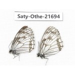 Melanargia ganymedes. China, Qinghai, Xining, Huangyuan county. 2M. Saty-Othe-21694.