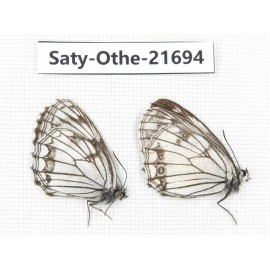 Melanargia ganymedes. China, Qinghai, Xining, Huangyuan county. 2M. Saty-Othe-21694.