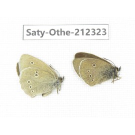 Aphantopus hyperantus ssp. China, Qinghai, Xining, Pingan county, Sitaixiang town. 1P. Saty-Othe-212323.