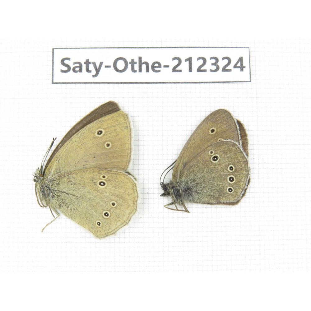 Aphantopus hyperantus ssp. China, Qinghai, Xining, Pingan county, Sitaixiang town. 1P. Saty-Othe-212324.