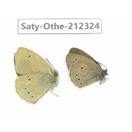Aphantopus hyperantus ssp. China, Qinghai, Xining, Pingan county, Sitaixiang town. 1P. Saty-Othe-212324.