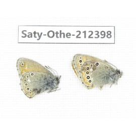 Coenonympha amaryllis. China, Qinghai, Xining, Pingan county, Sitaixiang town. 2M. Saty-Othe-212398.