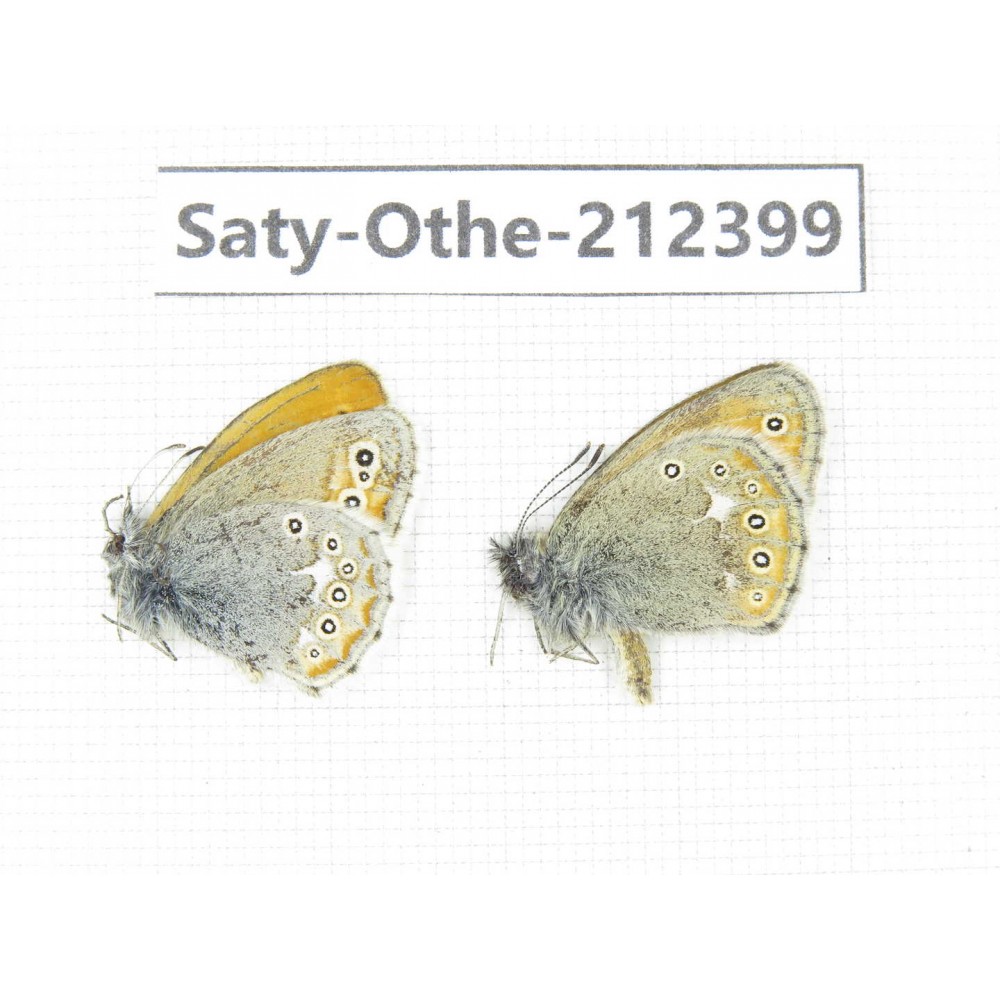 Coenonympha amaryllis. China, Qinghai, Xining, Pingan county, Sitaixiang town. 2M. Saty-Othe-212399.