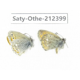 Coenonympha amaryllis. China, Qinghai, Xining, Pingan county, Sitaixiang town. 2M. Saty-Othe-212399.